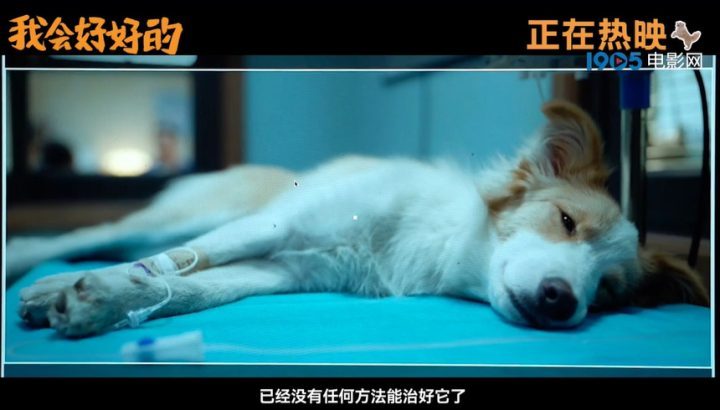 张子枫《我会好好的》特辑：戏中爱别离 -3