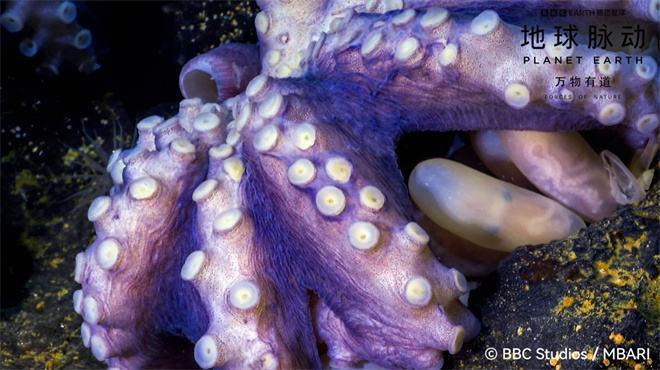 《地球脉动:万物有道》预告:回归自然,与万物同行 -2 《地球脉动:万物有道》预告:回归自然,与万物同行 -2